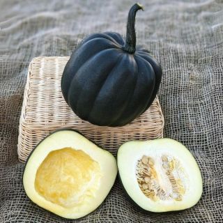 Taybelle PM Winter Squash Thumbnail
